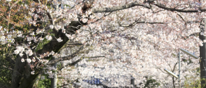 浄妙寺の桜